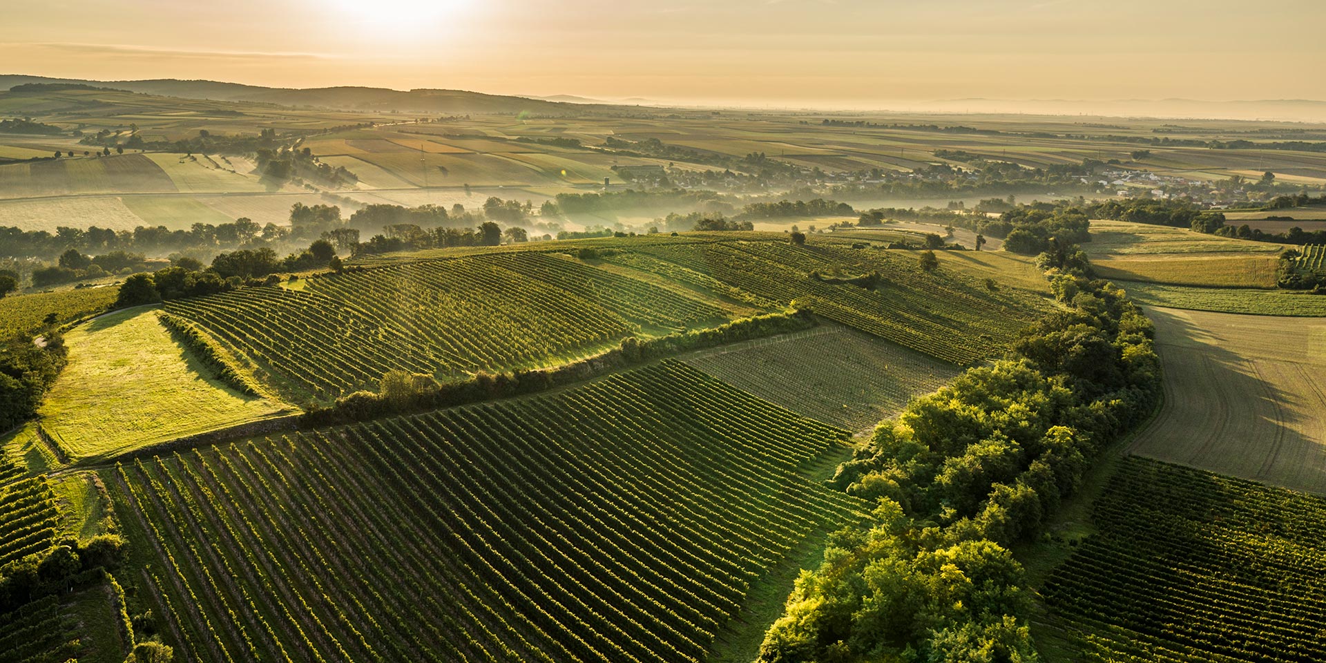 Einzigartig. Das ist das Weinbaugebiet Wagram. Der Boden ist reich an Fossilien und Mineralien. So bekommt unser Wein Charakter.