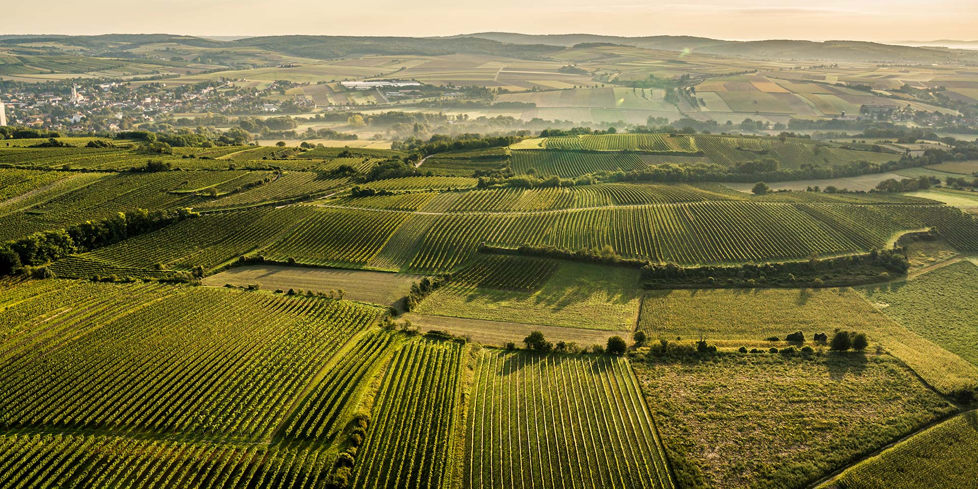 Der Wagram wurde als Weinbaugebiet „geboren“. Das pannonische Klima verwöhnt den Wein mit Tagen voller Sonne und führt ihn in kühlen Nächten zur Eigenständigkeit. So bleibt Wein in Erinnerung.