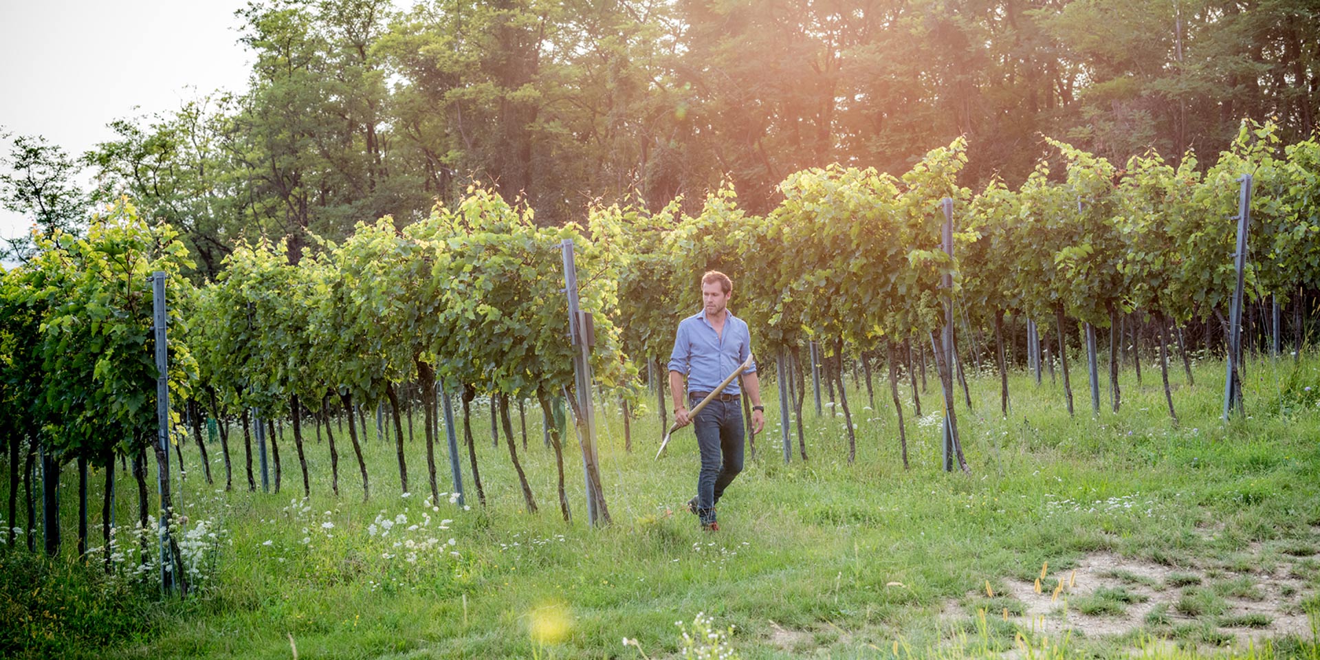 	Eine Besonderheit des Wagrams ist der Rote Veltliner. Nein, mit seinem großen grünen Bruder hat er nichts zu tun. Die eigenständige Sorte hat bei uns eine lange Tradition und wird liebevoll gepflegt – eine perfekte Rarität.