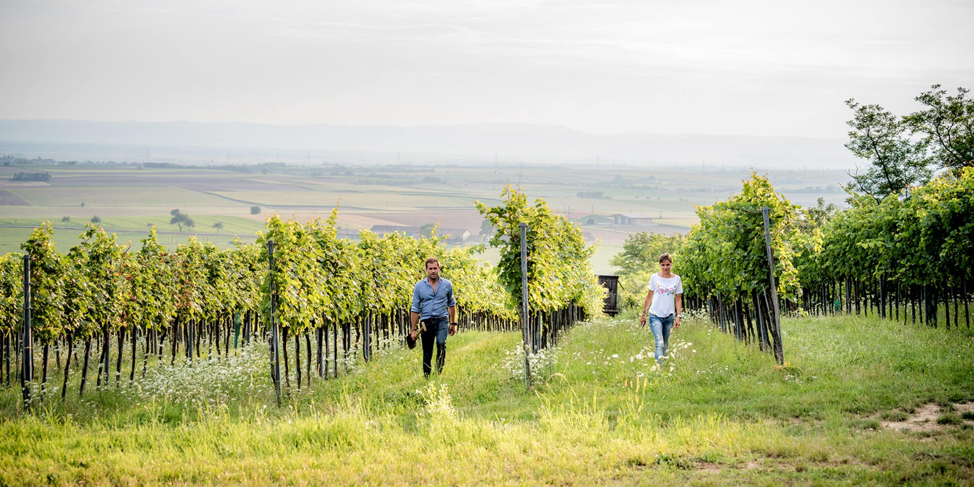 	Der Grüne Veltliner reift am Wagram zu herzhaft würzigen Tropfen heran. Er führt das Sortiment der Weißweine an, die Substanz und Trinkvergnügen vereinen. Auch einige der gehaltvollsten Rotweine Niederösterreichs trifft man hier.